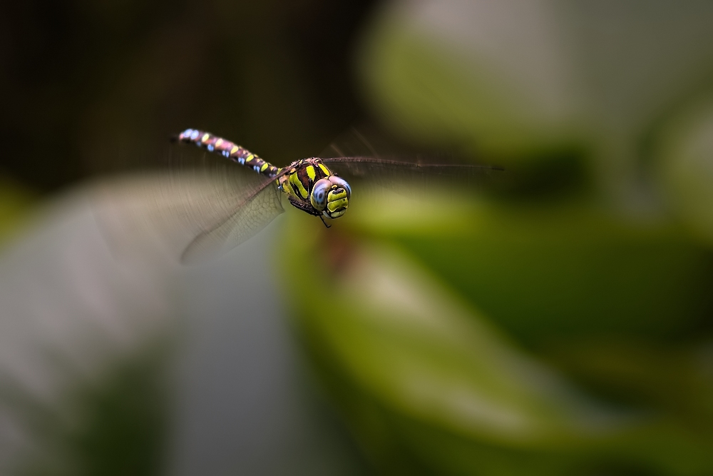 Im Flug (II)