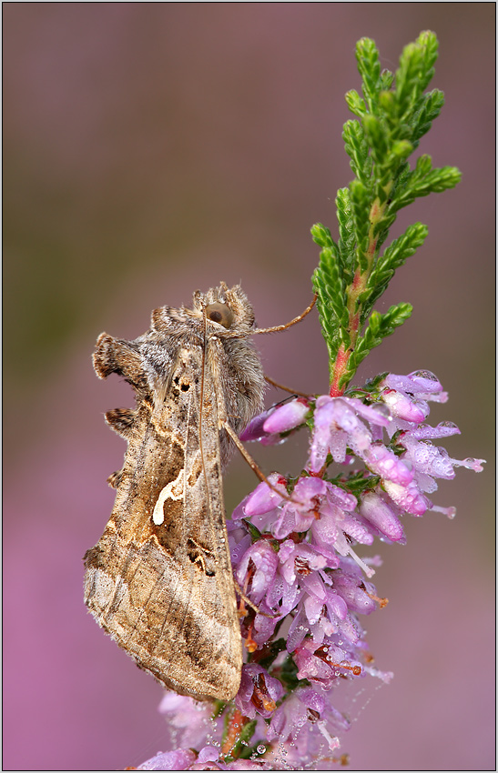 Gammaeule(Autographa gamma)