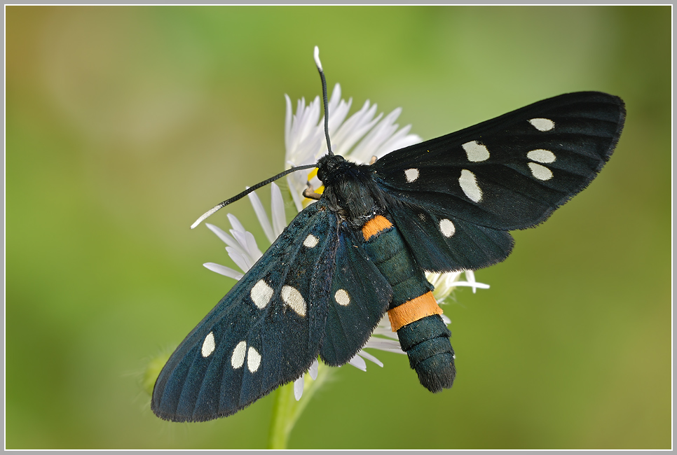 Weißfleckwidderchen  (Amata phegea)