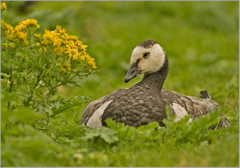 Weißwangengans (Branta leucopsis)