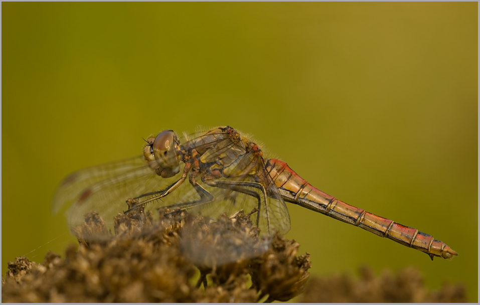 Gemeine Heidelibelle (Sympetrum vulgatum)