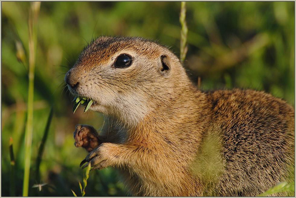 Europäisches Ziesel *Spermophilus citellus*