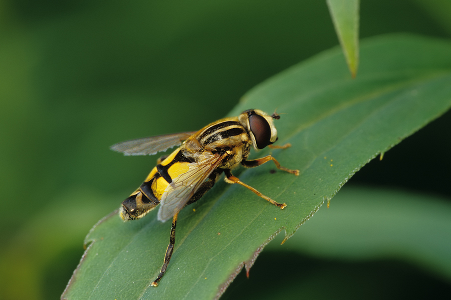 Helophilus pendulus - Gemeine Sumpfschwebfliege