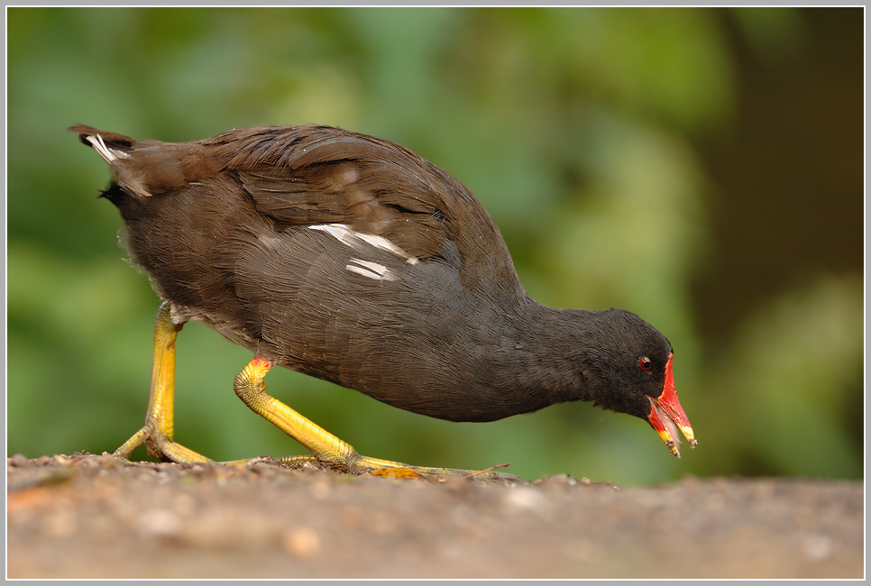 Teichhuhn (Gallinula chloropus)