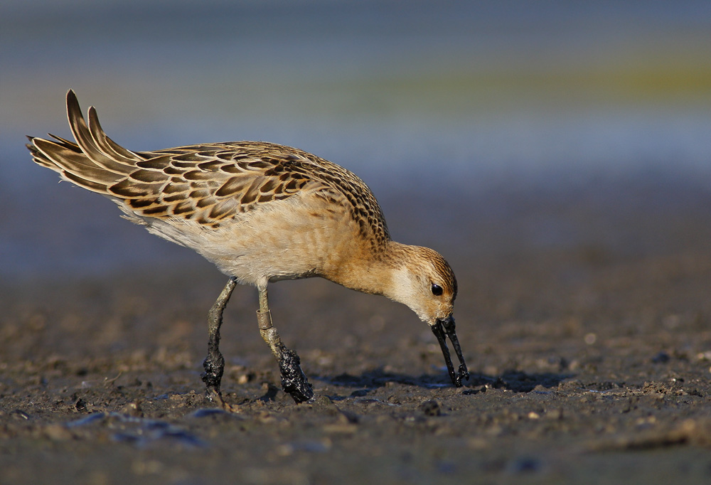 Kampfläufer (Philomachus pugnax)