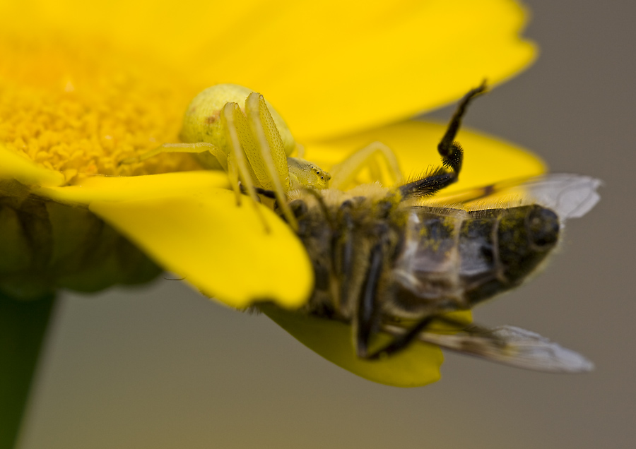"Krabbi" mit erbeuteter Schwebfliege 2