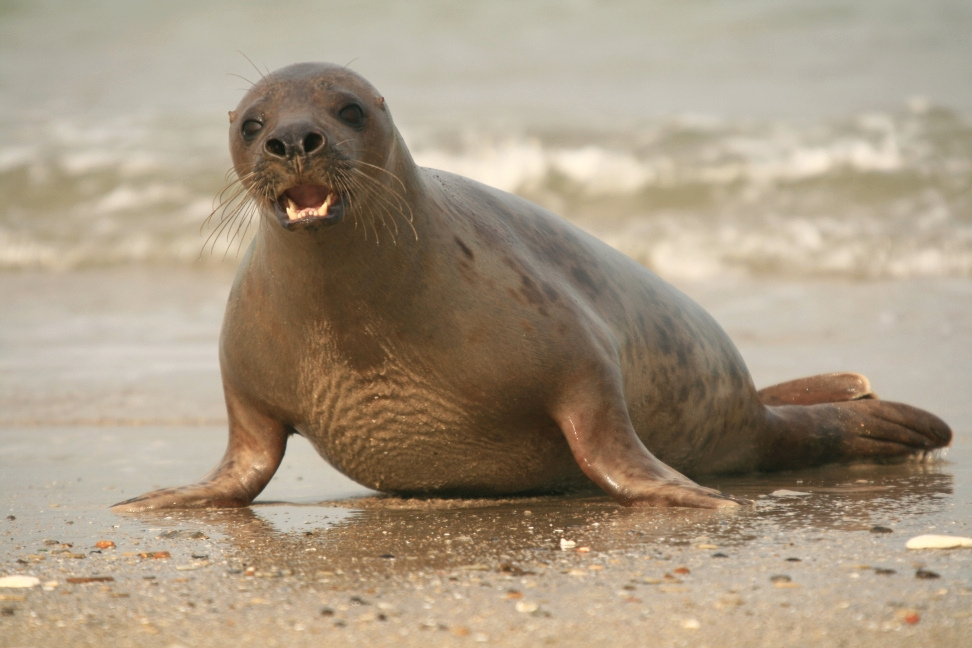 Strandspaziergang