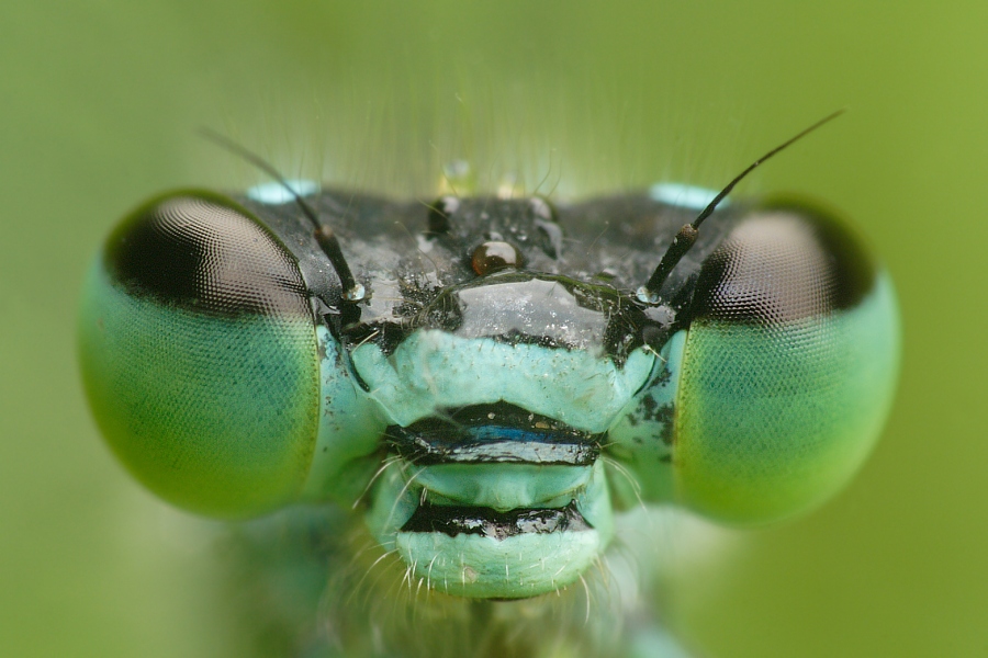 Große Pechlibelle (Ischnura elegans)