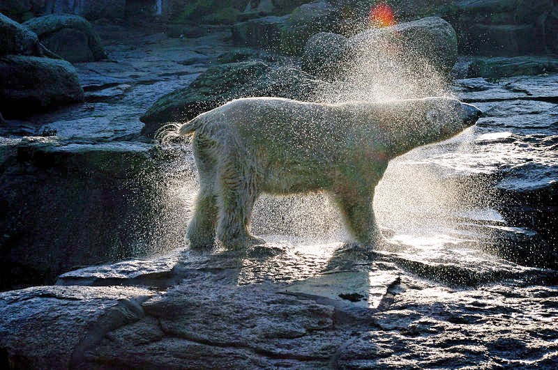 Eisbär nach einem erfrischenden Bad