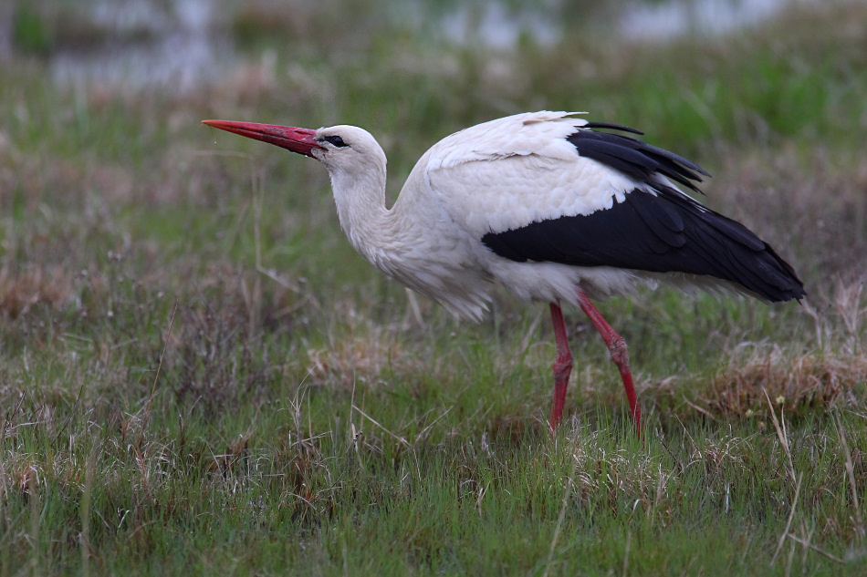 trinkender Weißstorch