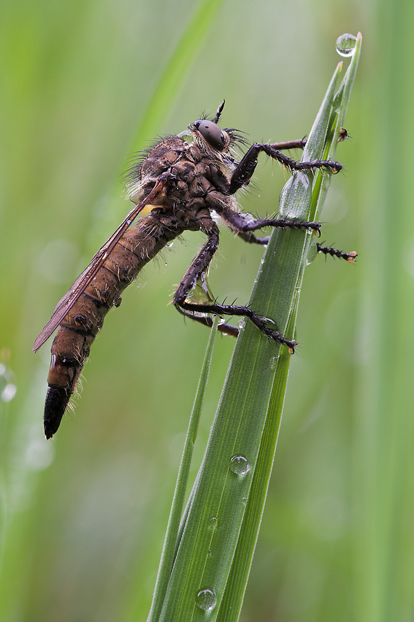 Berg-Raubfliege (Didysmachus picipes)