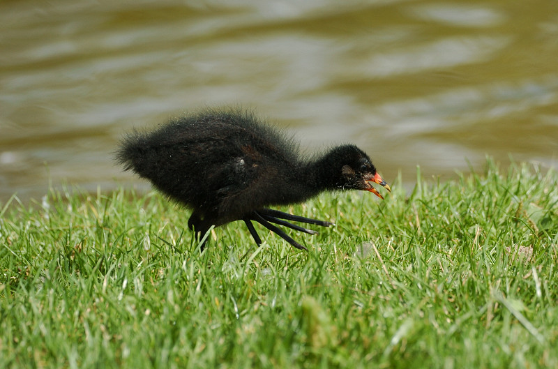 Teichuhn