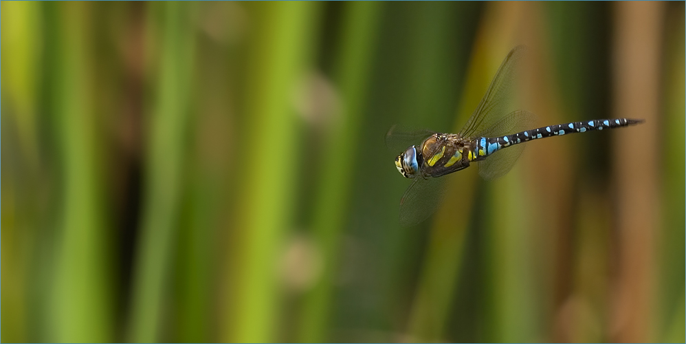 Flug-Patrouille