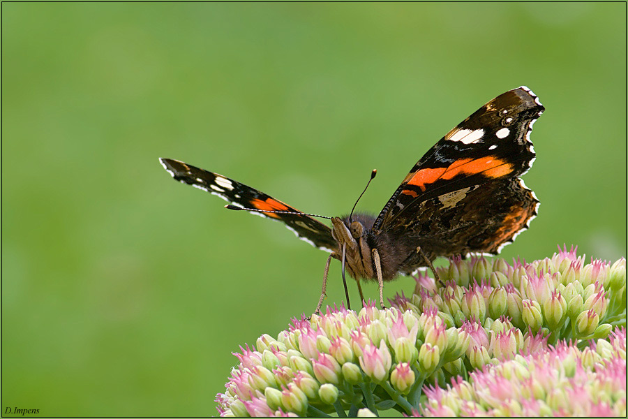 ***Vanessa atalanta***