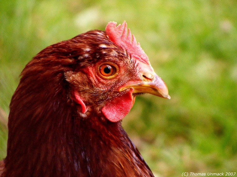 Das Huhn (Forum für Naturfotografen)