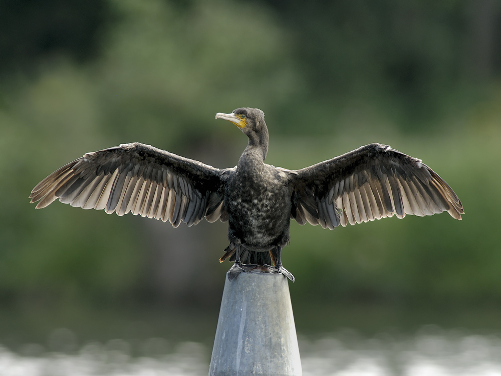 Junger Kormoran