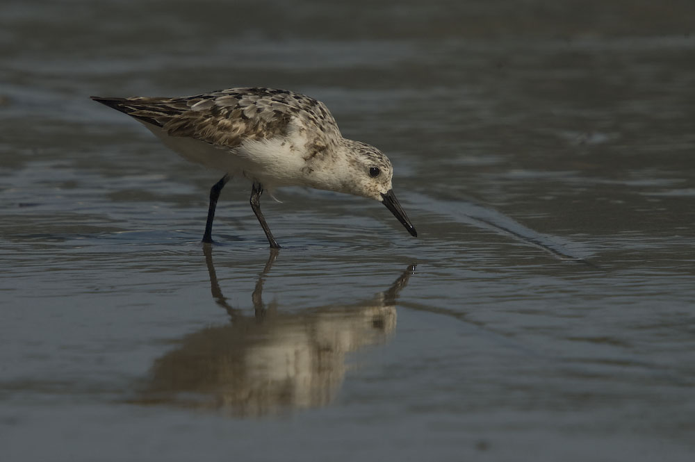 Sanderling