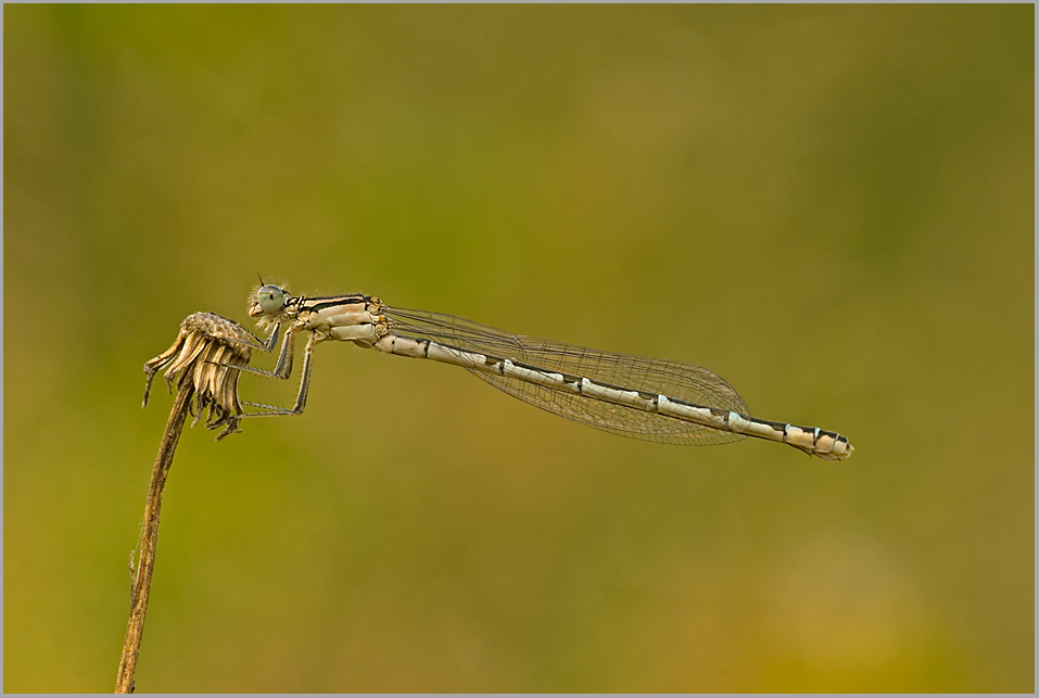 Becher-Azurjungfer (Enallagma cyathigerum).