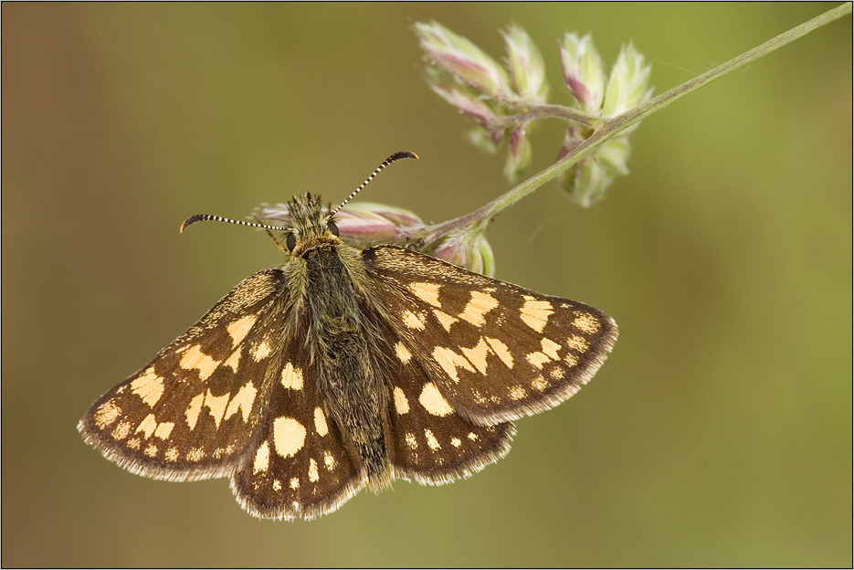 Gelbwürflieger Dickkopffalter(Carterocephalus palaemon)