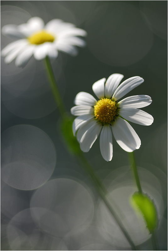 Reflexe