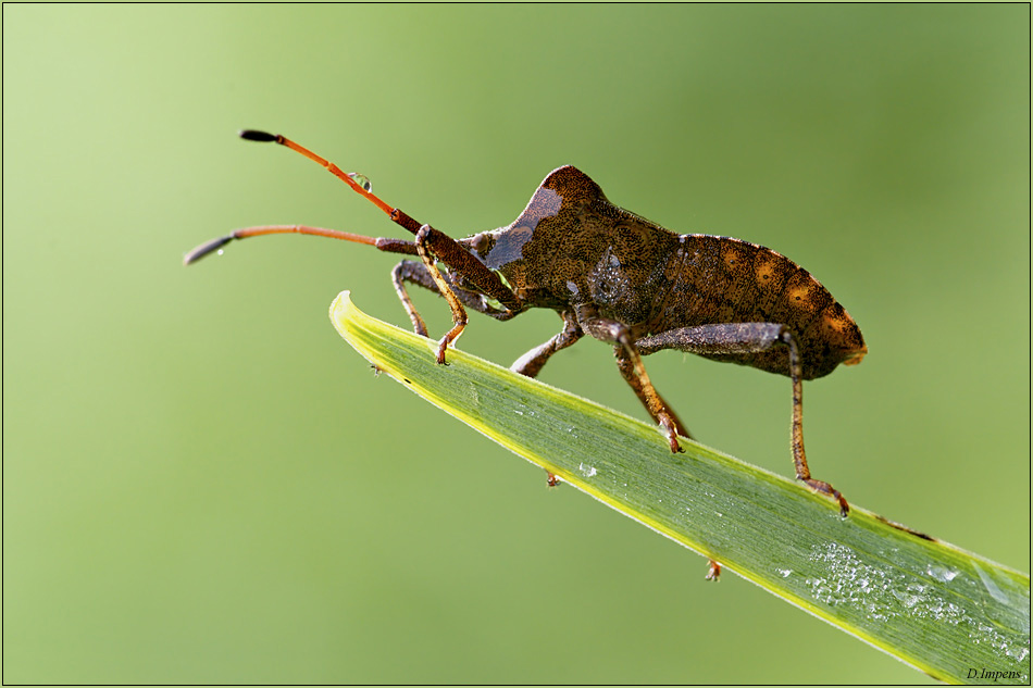 ***Coreus marginatus***