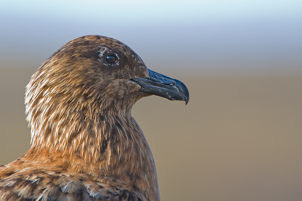 Skua - Portrait