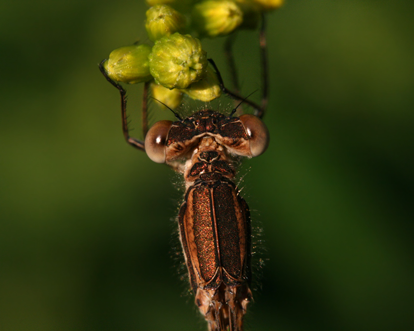 "Bronze"-Libelle