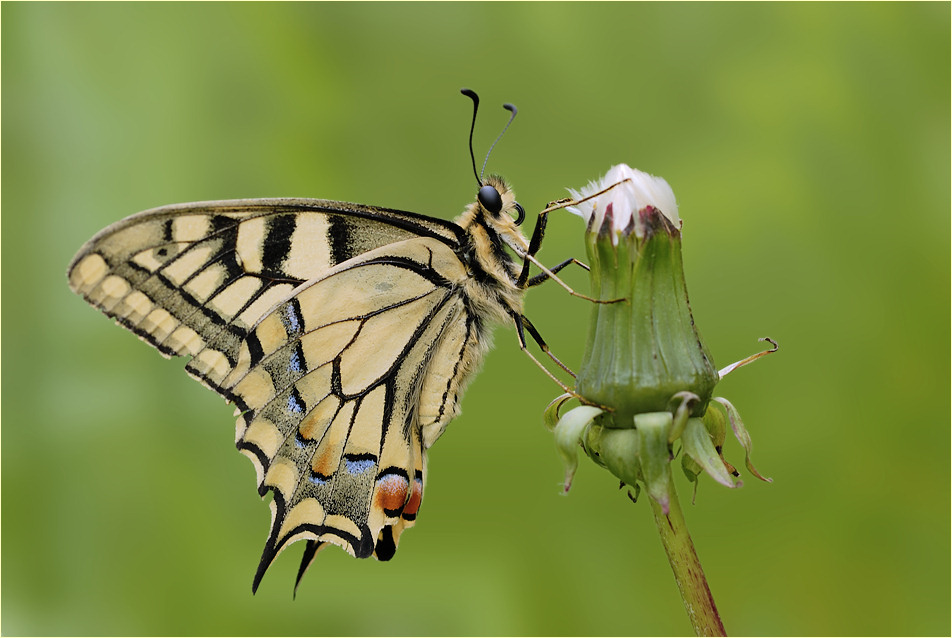 ~ Papilio machaon ~