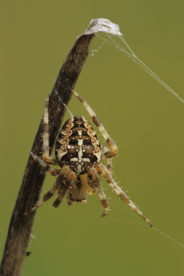 Gartenkreuzspinne