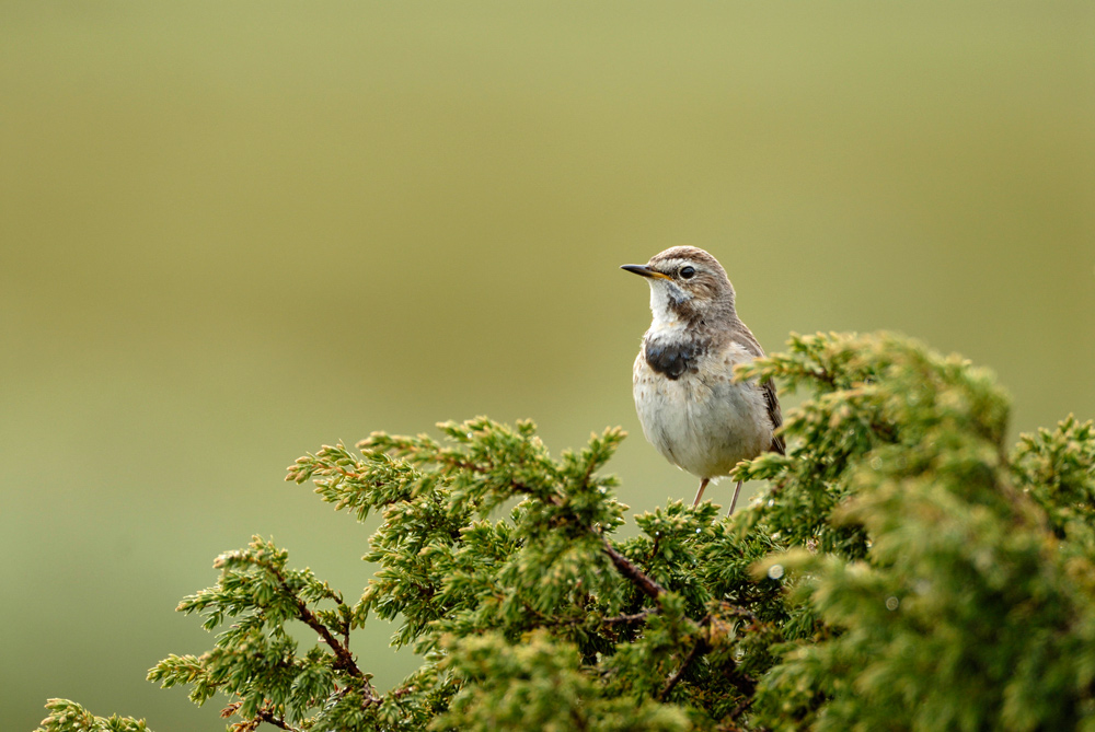 Blaukehlchen weibl.