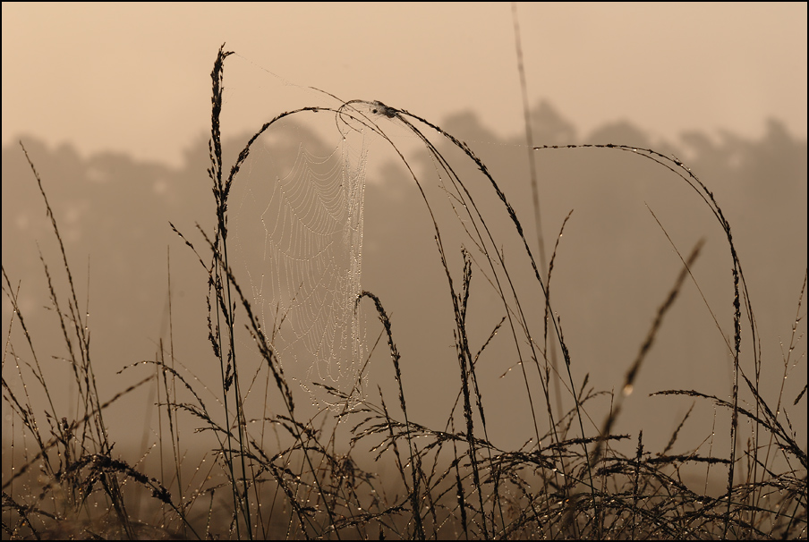 early morning!