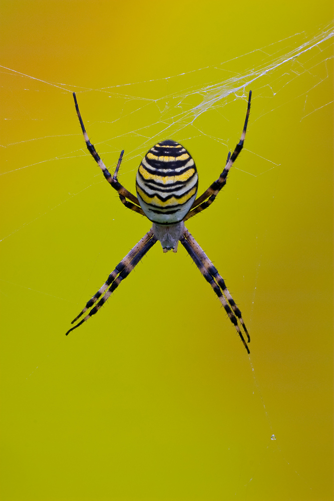 Argiope bruennichi...