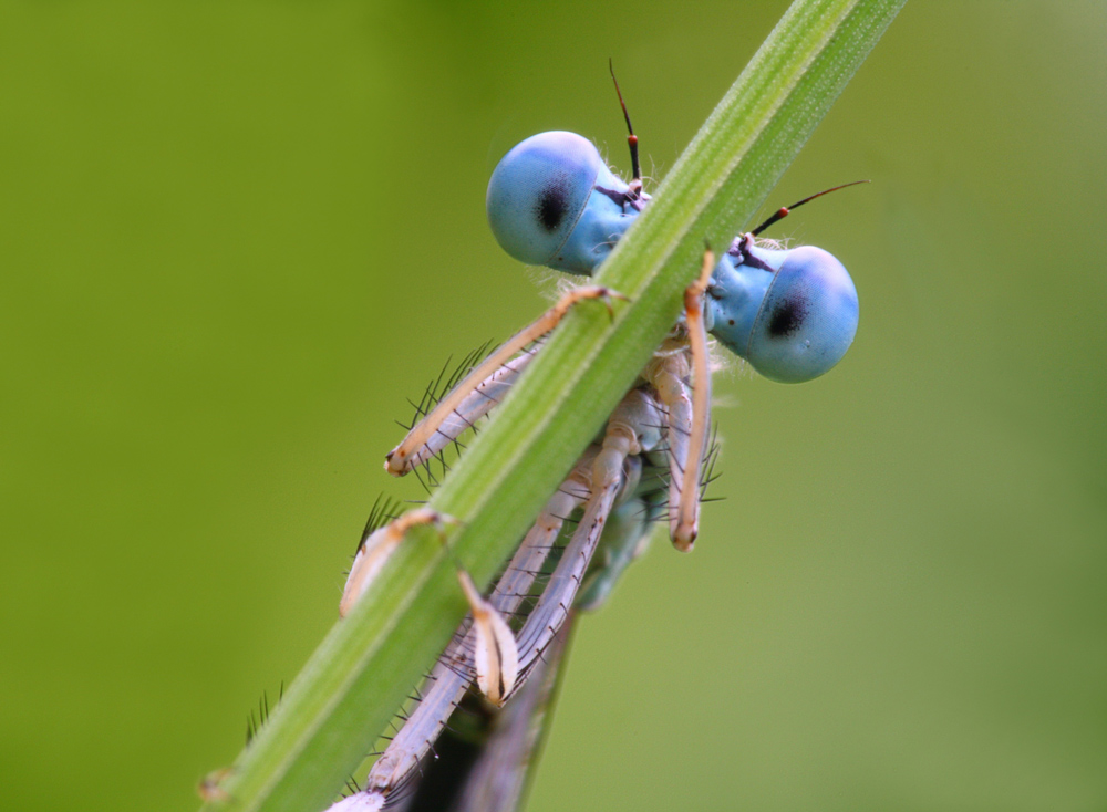 Stielaugen