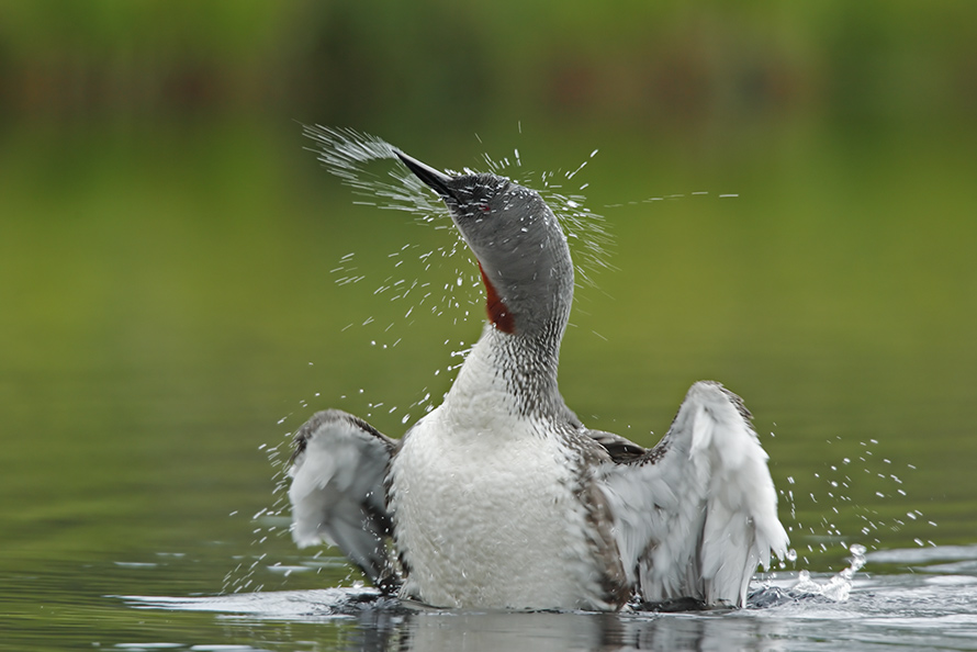 Sterntaucher bei der Morgentoilette