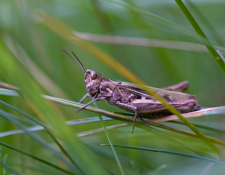 Grashüpfer