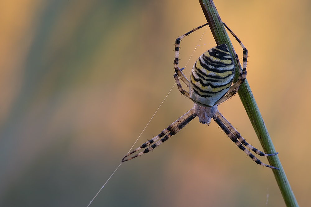Spinne Faden Halm