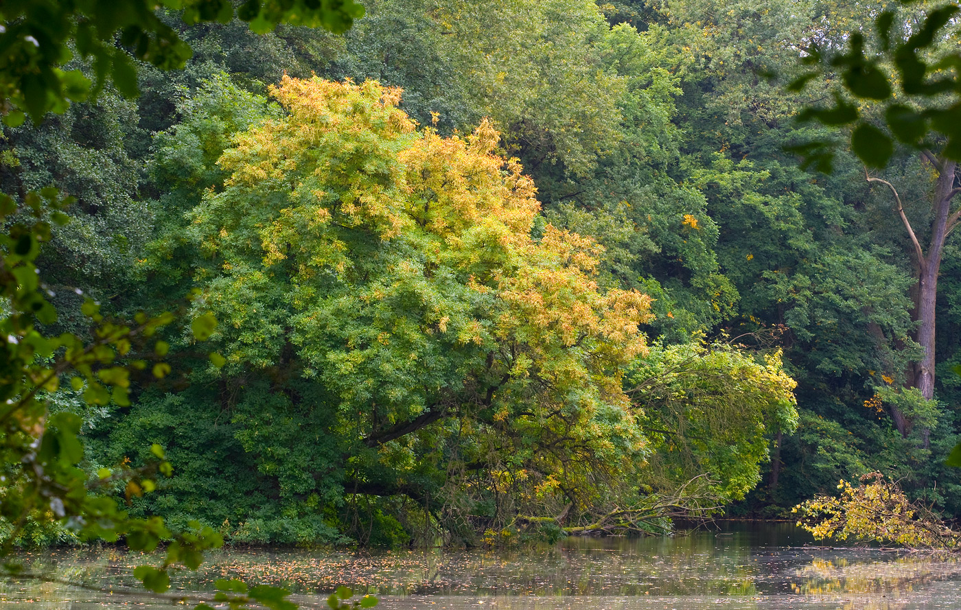 Herbst am See