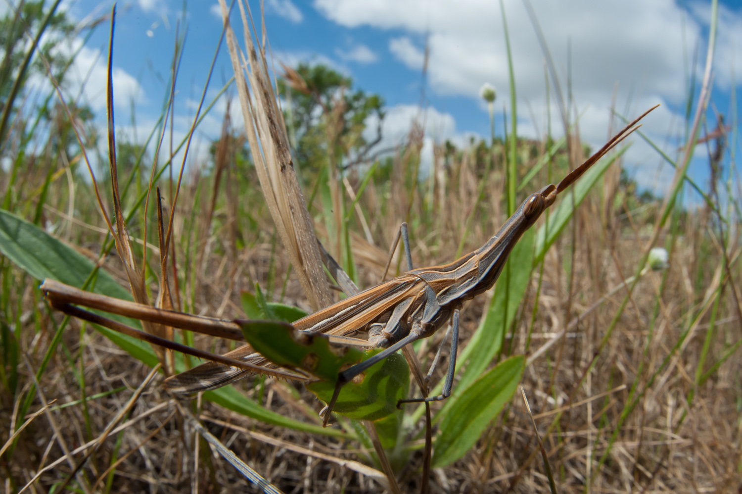 Tarnung im Gras