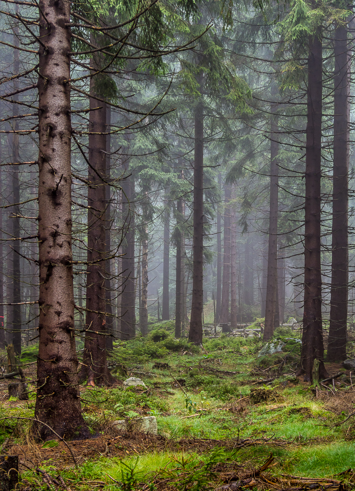 Fichten im Nebel II