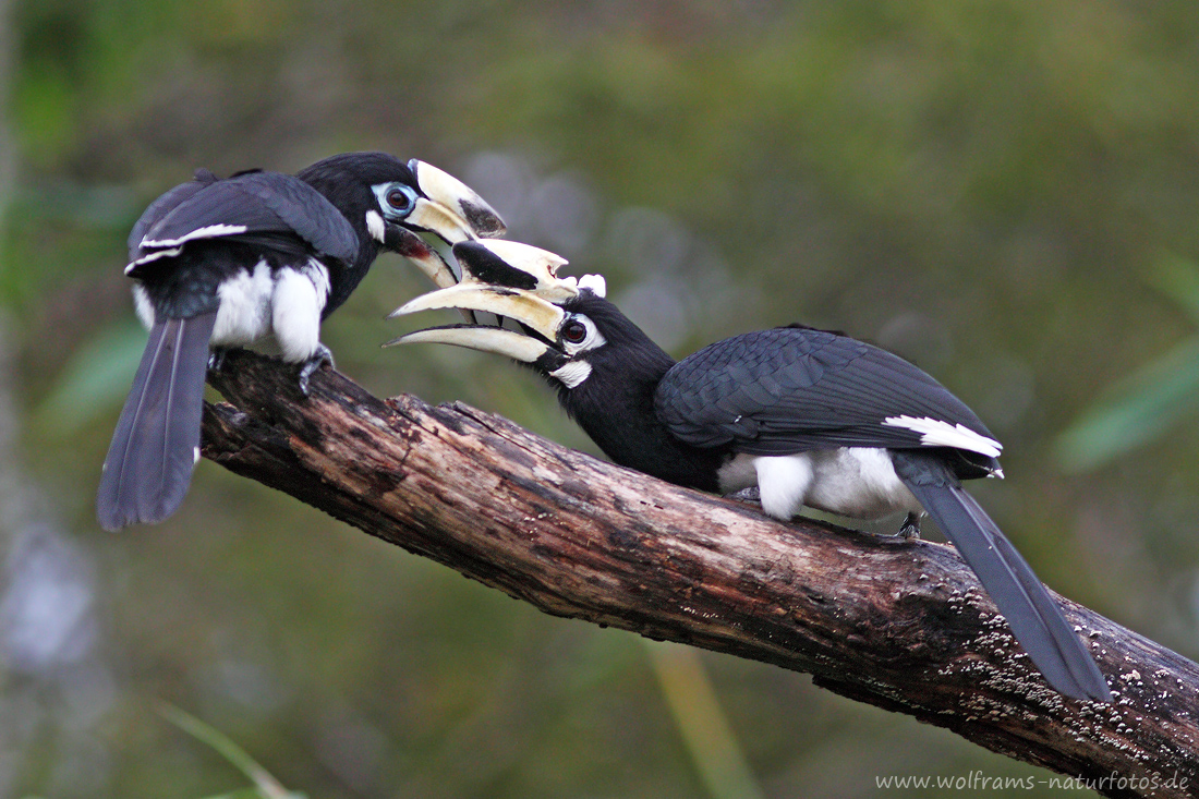 Orienthornvogel (Anthracoceros albirostris)