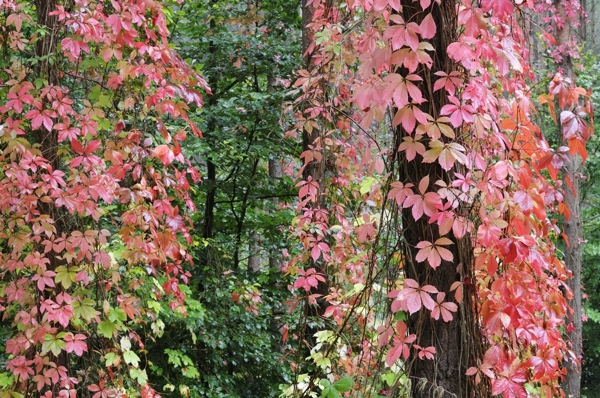 Herbstfarben