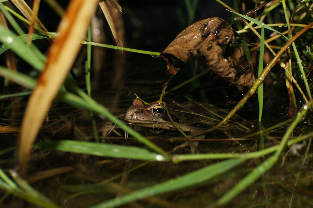 Grasfrosch