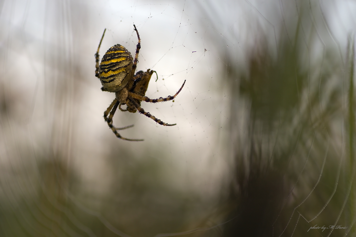 Wespenspinne (Argiope bruennichi)