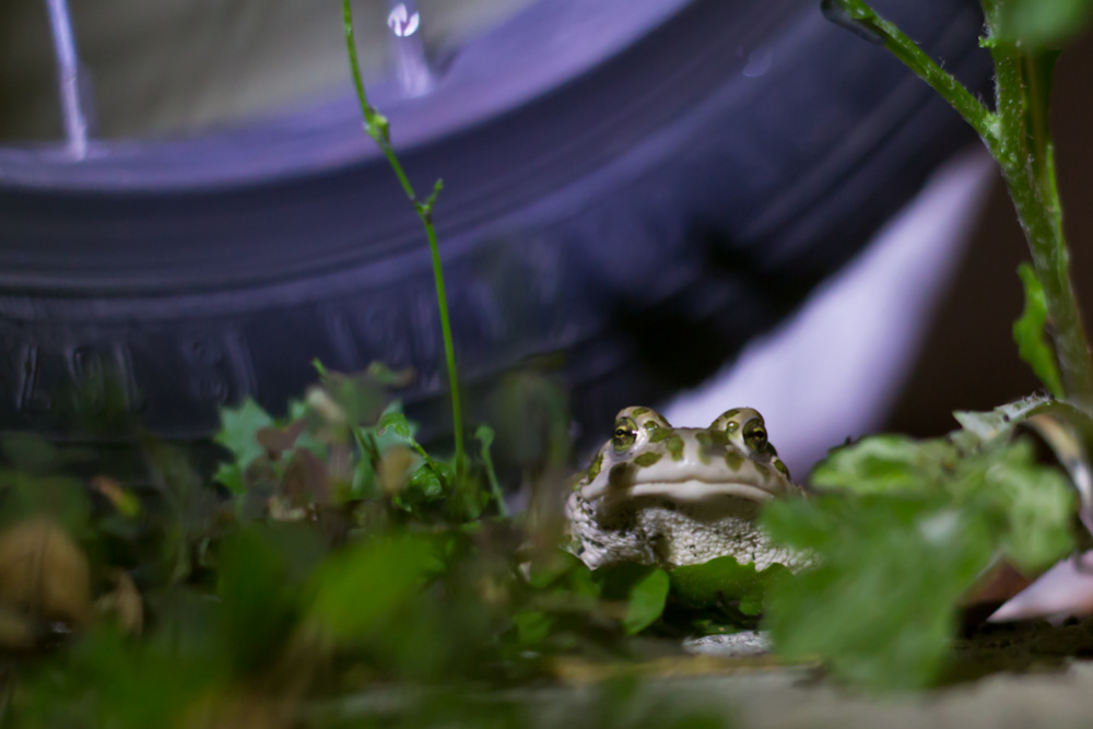 Nächtlicher Besuch