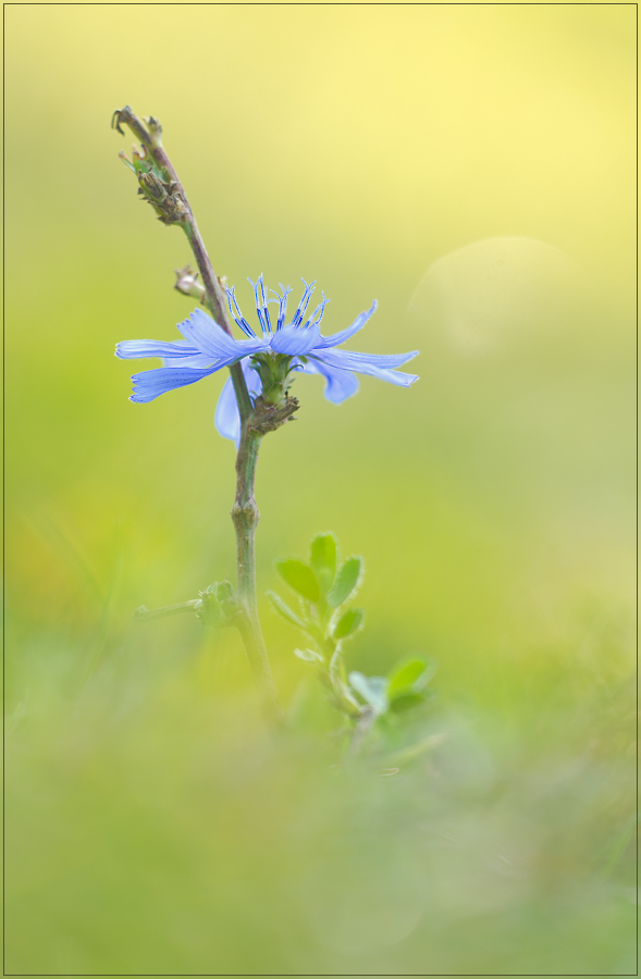 Blaues am Wegesrand