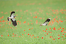 Kiebitze fliegen über Mohnblumen-Wiese