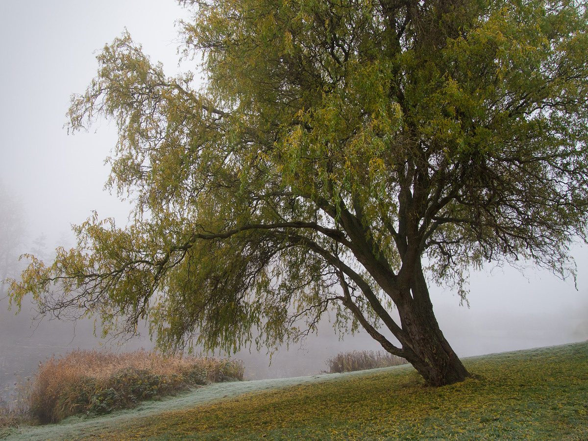 Herbst