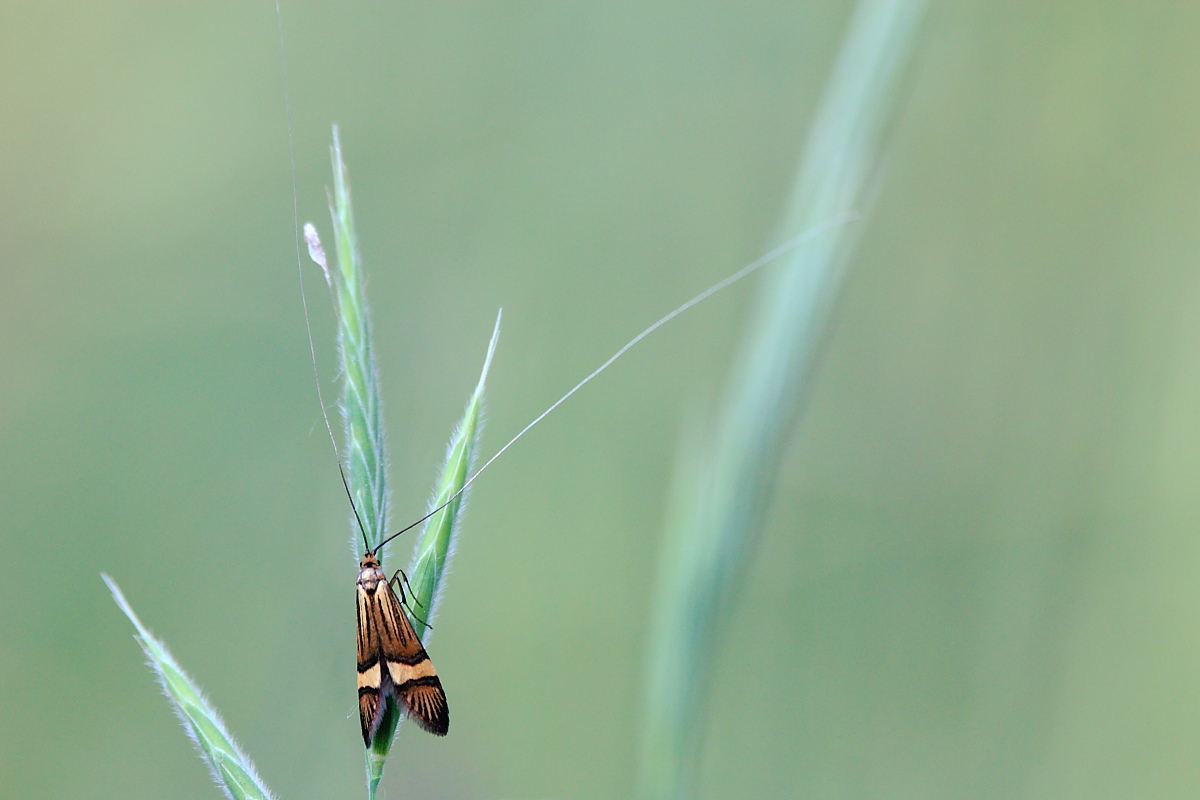 Langhornmotte,Nemophora degeerella