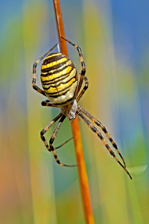 Wespenspinne (Argiope bruennichi)