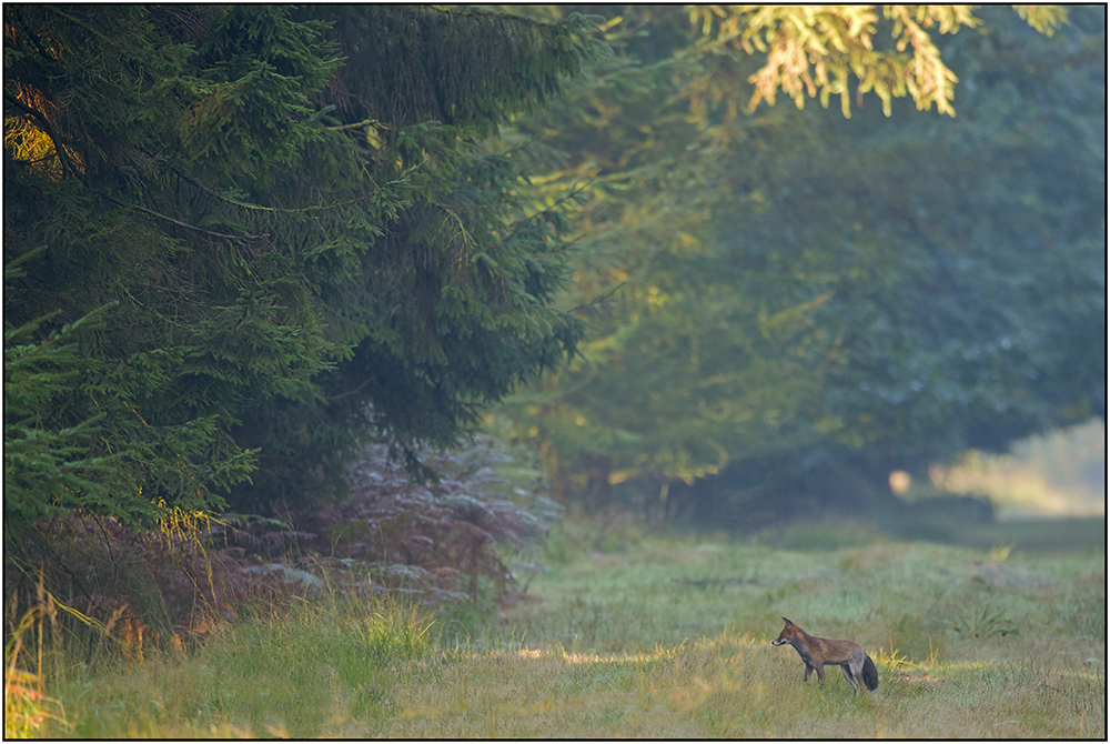 Endlich mal wieder ein Fuchs